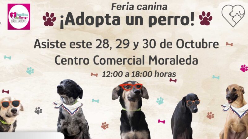 En Atlixco se llevará la primera edición de la mini feria de adopción canina