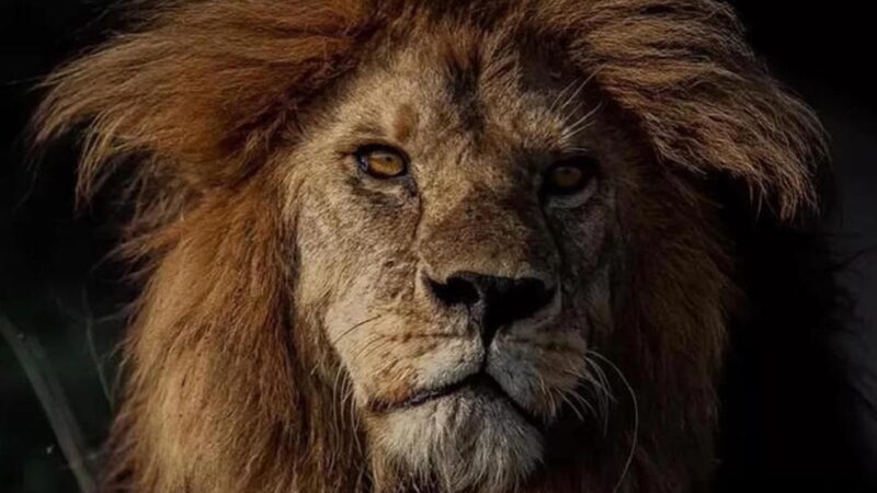 Falleció Bob Junior, el león considerado más guapo de África