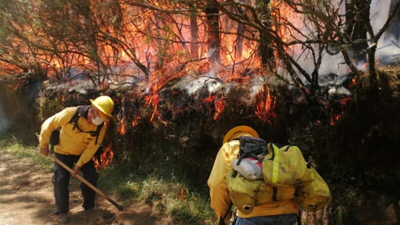 Extinguidos 282 incendios forestales en más de cuatro meses: Medio Ambiente