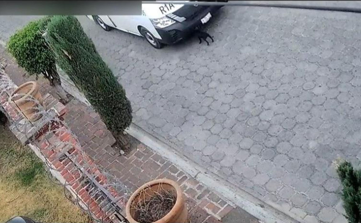 Vinculado a proceso por causar la muerte a una perrita en Atlixco