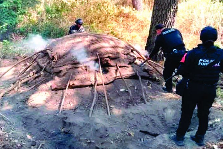 Elimina Policía Forestal seis hornos clandestinos para procesar madera