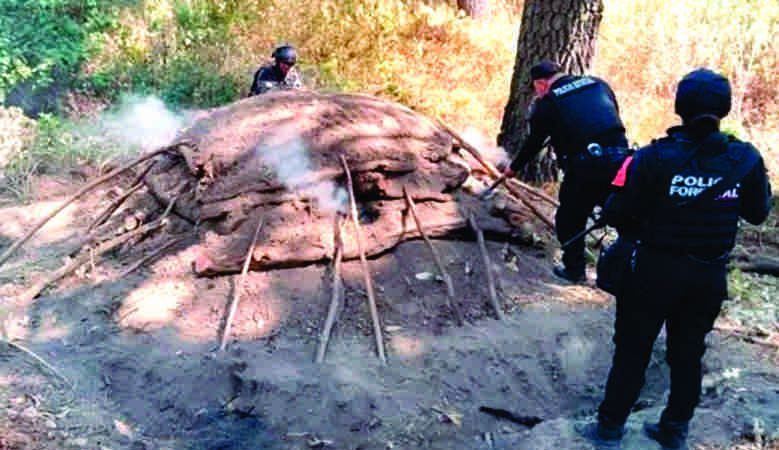 Elimina Policía Forestal seis hornos clandestinos para procesar madera